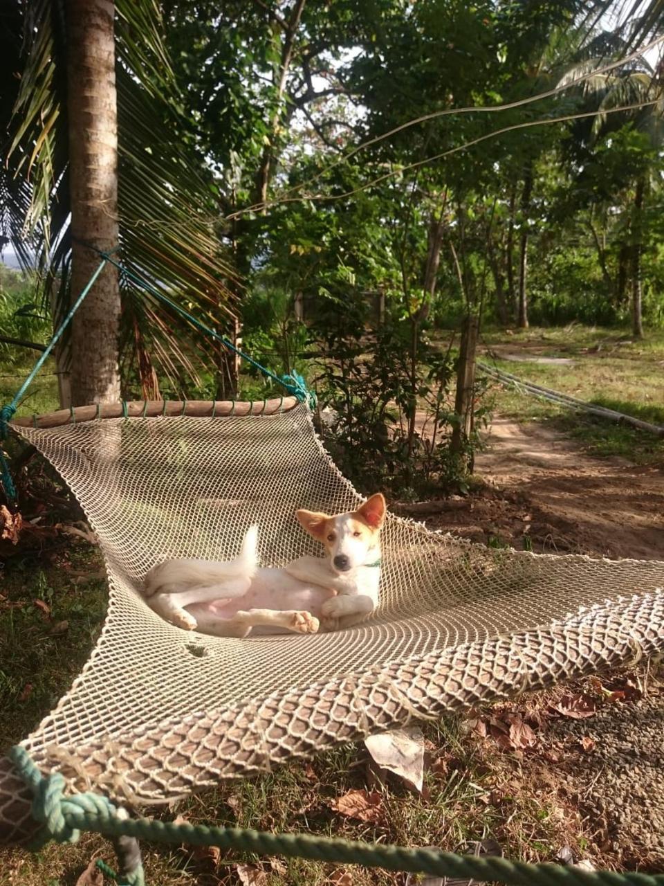 Hidden Well Hiriketiya Hostel Dikwella Ngoại thất bức ảnh